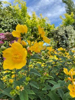 Hypericum Calicinum