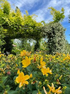 Hypericum Calicinum