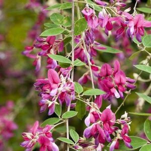 Lespedeza-Sieboldii