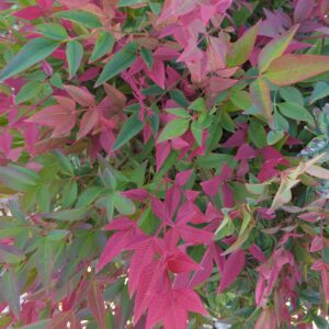 Nandina-Domestica-Gulf-Stream