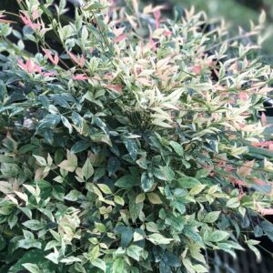 Nandina-Domestica-Twilight
