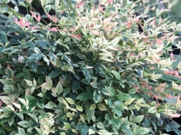 Nandina-Domestica-Twilight