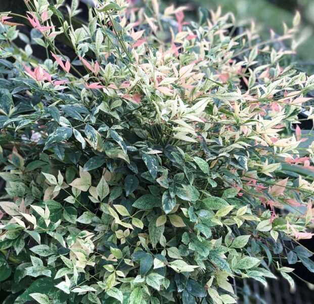 Nandina-Domestica-Twilight