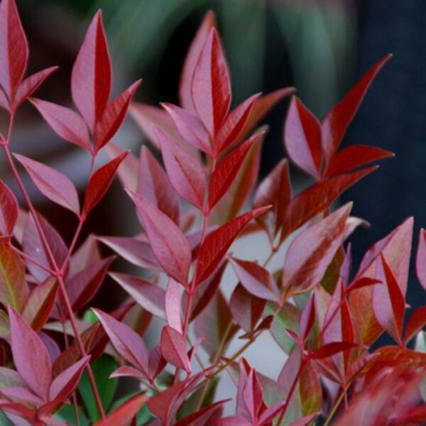 Nandina-Domestica-Obsessed