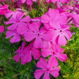 Phlox-Mcdaniels-Cushion