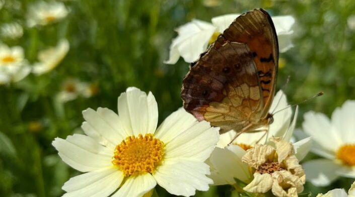 coreopsis