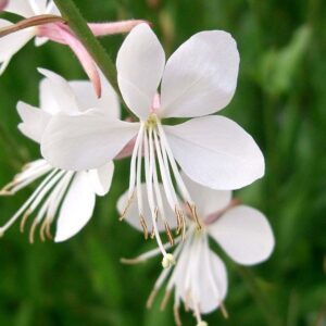 Gaura bianca lindheimeri "alba"