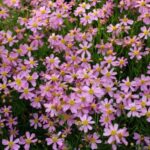 Coreopsis rosea American Dream