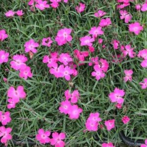 Dianthus Kahori