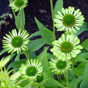Echinacea green jewel