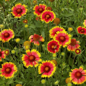 Gaillardia aristata