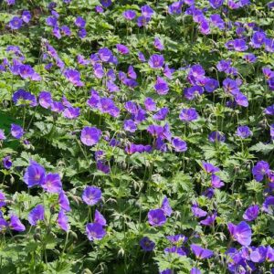 Geranium Johnson's Blue