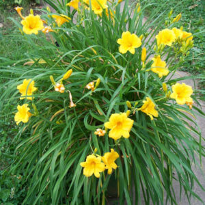 Hemerocallis stella de oro