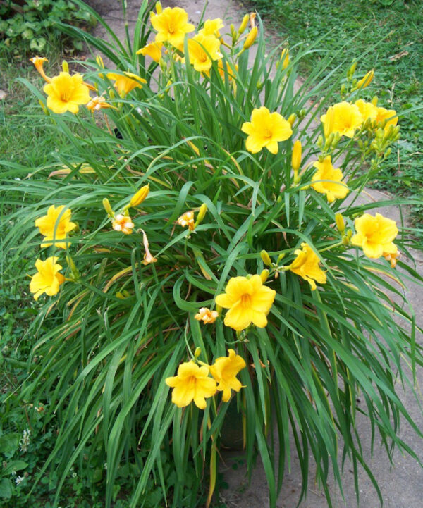 Hemerocallis stella de oro