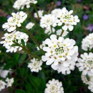 Iberis sempervirens