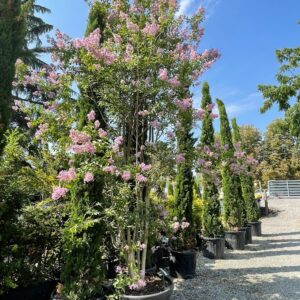 Lagerstroemia Muskogee