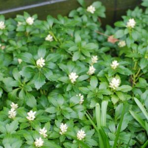 Pachysandra terminalis