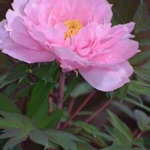 Paeonia erbacea