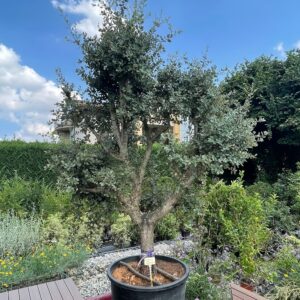 Quercus ilex rotundifolia
