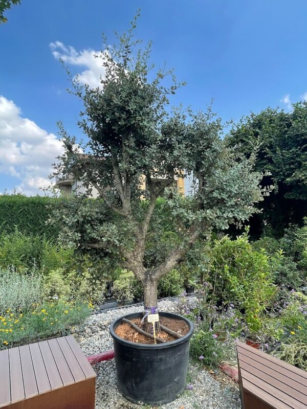 Quercus ilex rotundifolia
