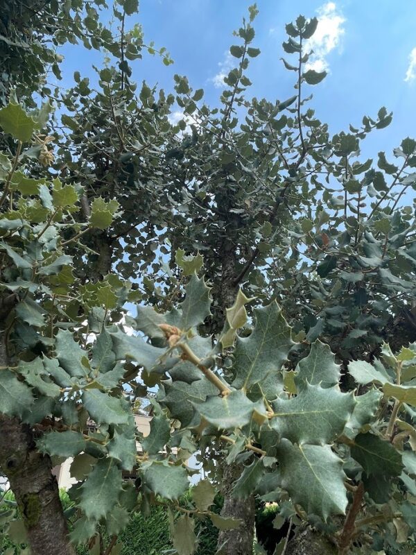 Quercus ilex rotundifolia