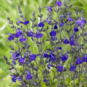 Salvia blue note