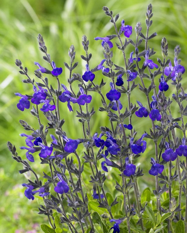 Salvia blue note