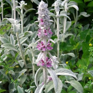 Stachys byzantina