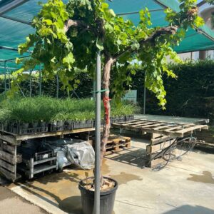 Vitis vinifera alta