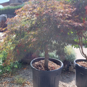 Acer palmatum