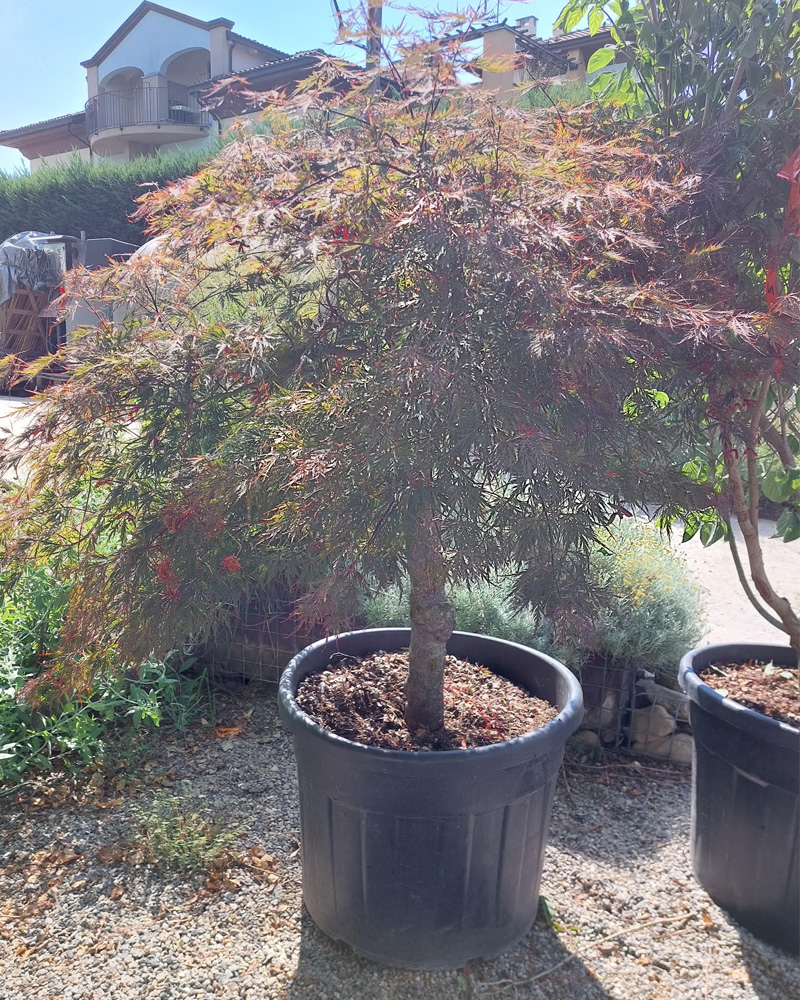 Acer palmatum