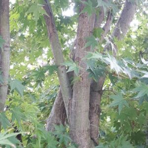 acer palmatum
