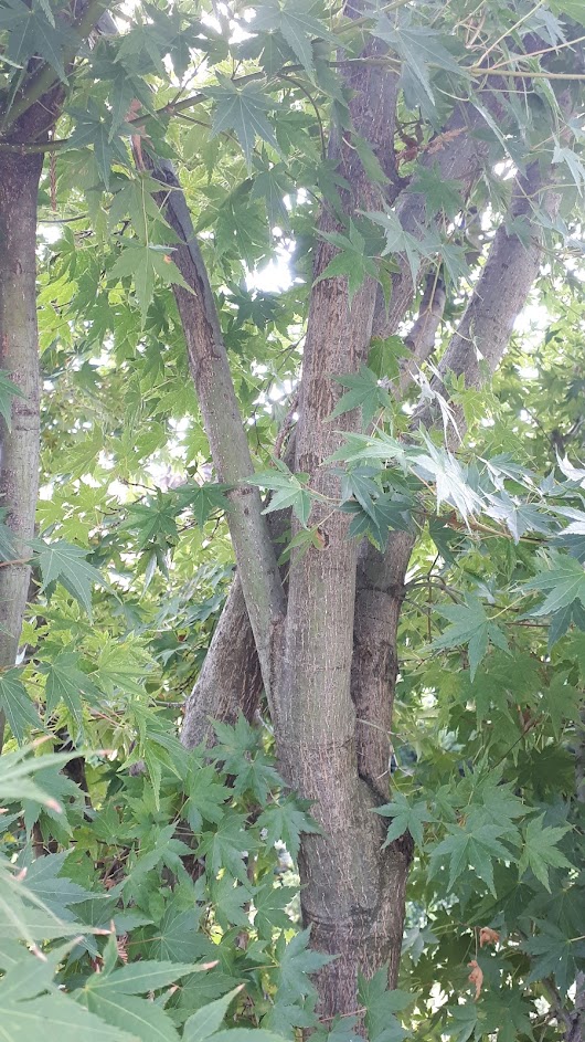 acer palmatum