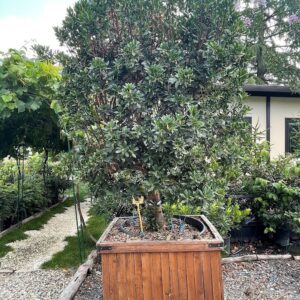 Arbutus unedo