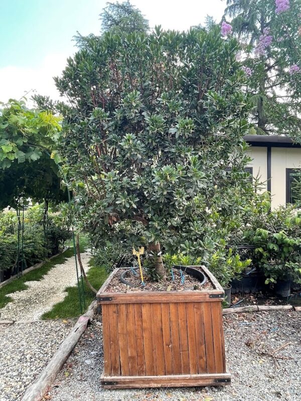 Arbutus unedo