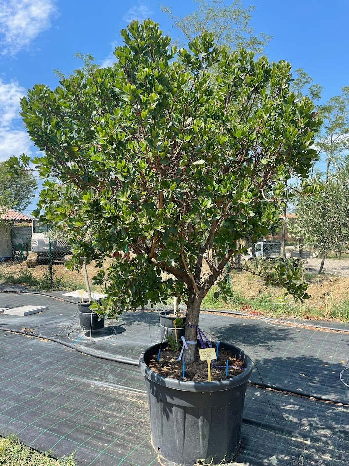 Arbutus unedo 150 lt