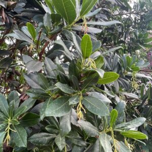 Arbutus unedo fiore