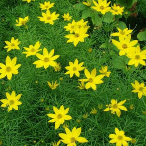Coreopsis verticillata