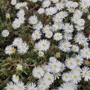 Delosperma bianco