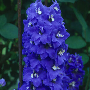 Delphinium blue bird