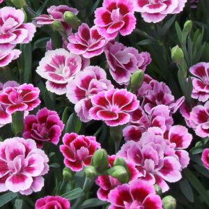 Dianthus pink kisses