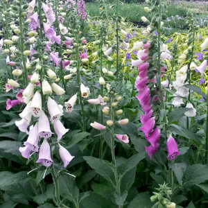 Digitalis purpurea