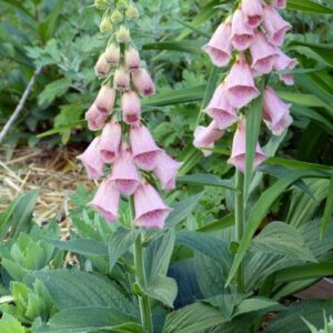 Digitalis x mertonensis