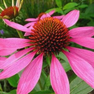 Echinacea purpurea