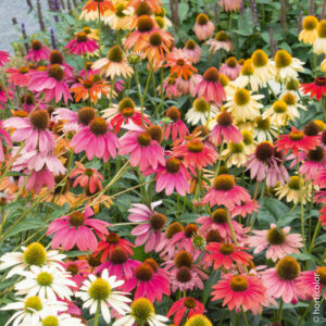 Echinacea purpurea cheyenne spirit