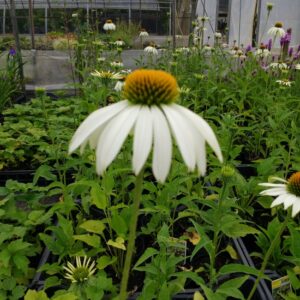 echinacea purpurea lucky star