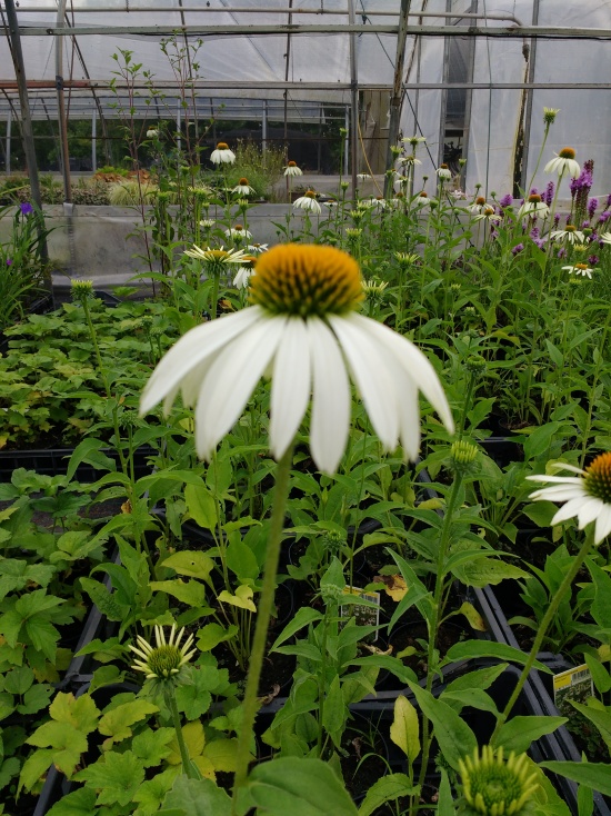 echinacea purpurea lucky star