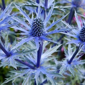 Eryngium alpinum