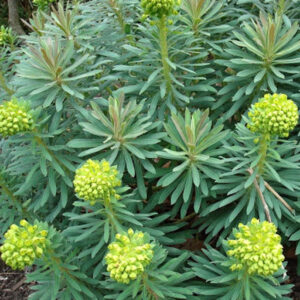 Euphorbia characias
