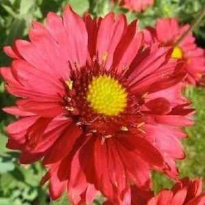 Gaillardia aristata burgundi
